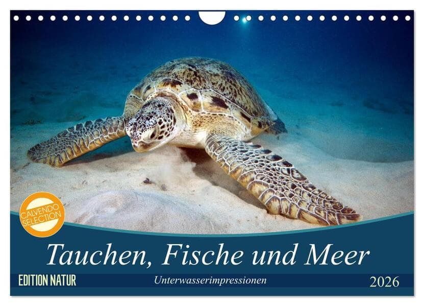 Tauchen, Fische und Meer (Wandkalender 2026 DIN A4 quer), CALVENDO Monatskalender