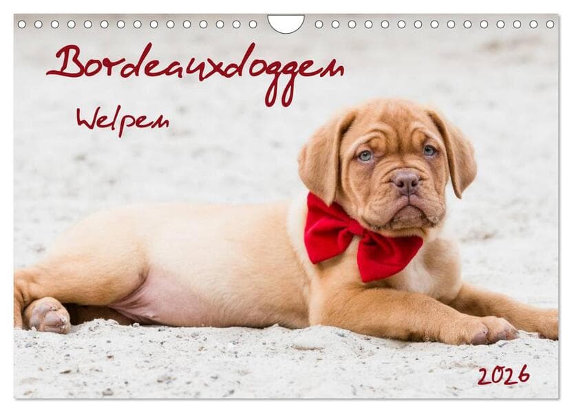 Bordeauxdoggen Welpen (Wandkalender 2026 DIN A4 quer), CALVENDO Monatskalender