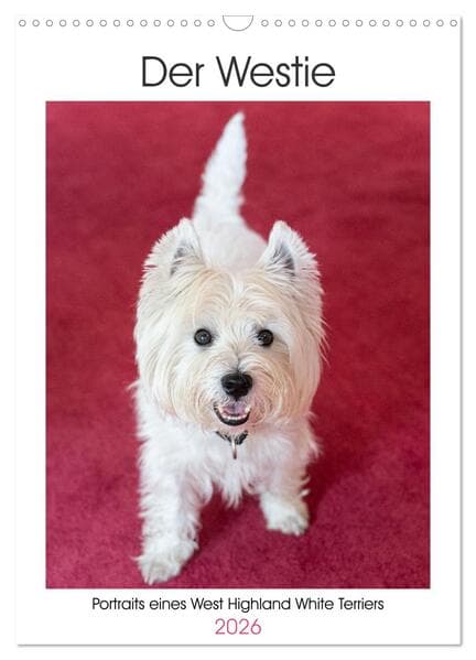 Der Westie - Portrait eines West Highland White Terriers (Wandkalender 2026 DIN A3 hoch), CALVENDO M