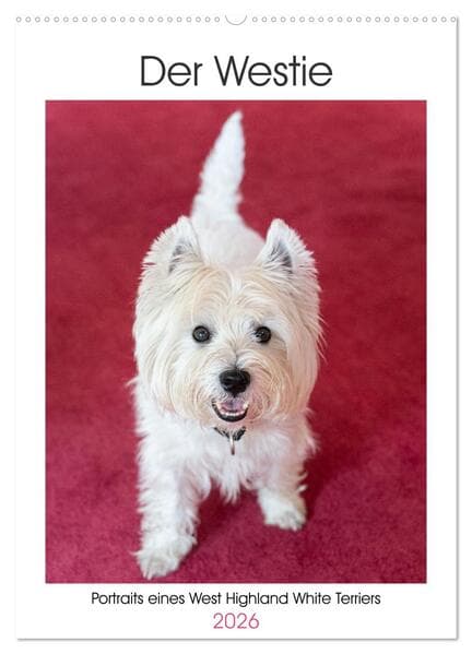 Der Westie - Portrait eines West Highland White Terriers (Wandkalender 2026 DIN A2 hoch), CALVENDO M