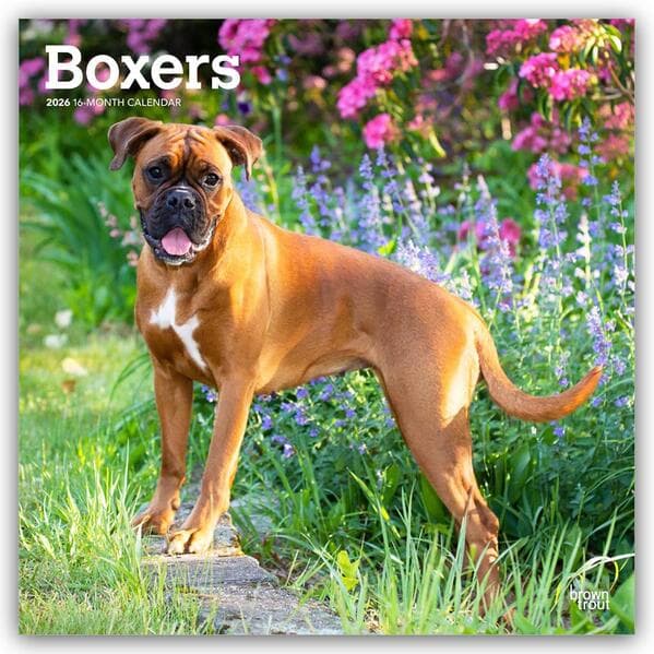 Boxers Boxer 2026 16-Monatskalender