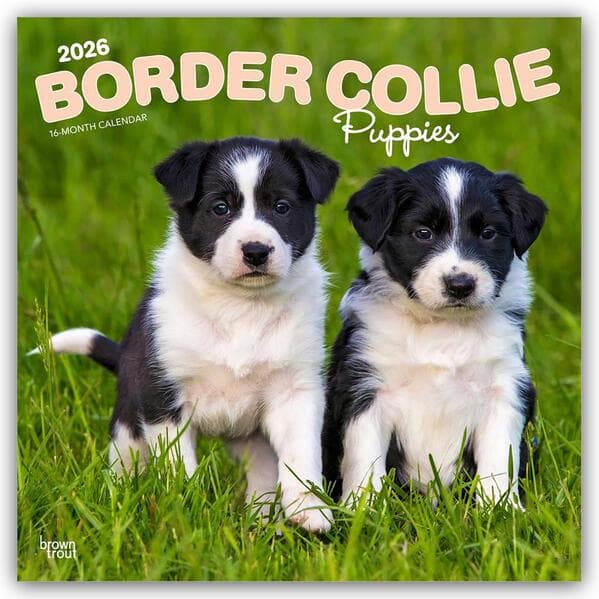 Border Collie Puppies 2026 12 X 24 Inch (Hanging) Monthly Square Wall Calendar Plastic-Free