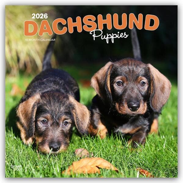 Dachshund Puppies 2026 12 X 24 Inch (Hanging) Monthly Square Wall Calendar Plastic-Free