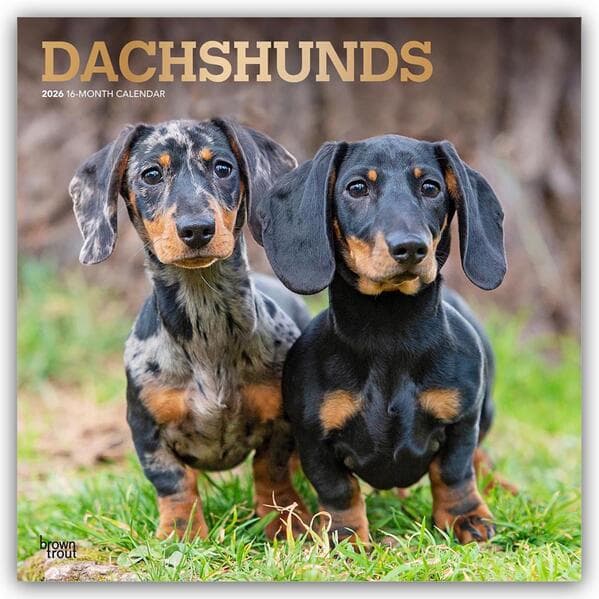Dachshunds - Dackel 2026 - 16-Monatskalender
