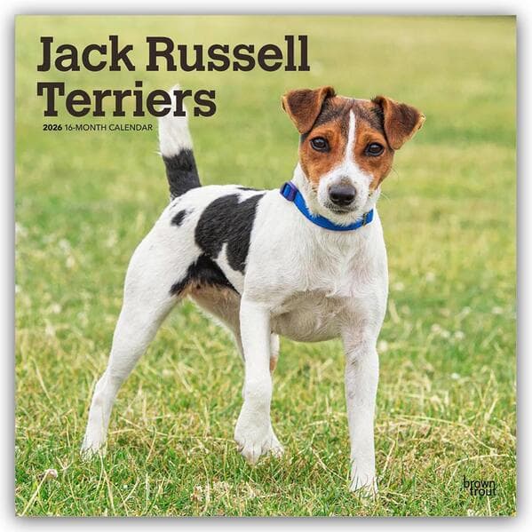 Jack Russel Terriers - Jack Russel Terrier 2026 - 16-Monatskalender