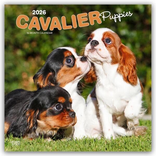 Cavalier King Charles Spaniel Puppies - Cavalier King Charles Spaniel Welpen 2026 - 16-Monatskalende
