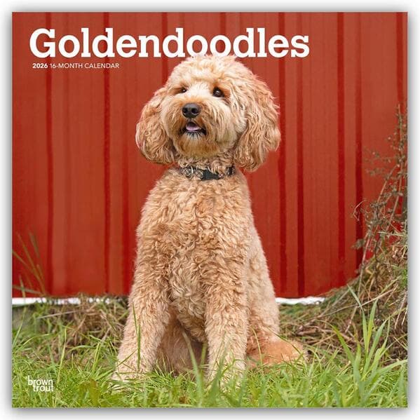Goldendoodles 2026 12 X 24 Inch (Hanging) Monthly Square Wall Calendar Plastic-Free