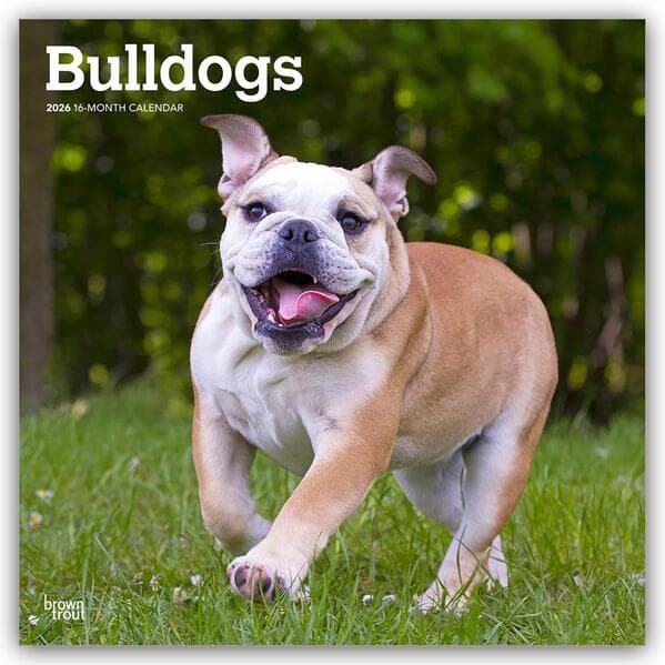 Bulldogs - Bulldogge 2026 - 16-Monatskalender