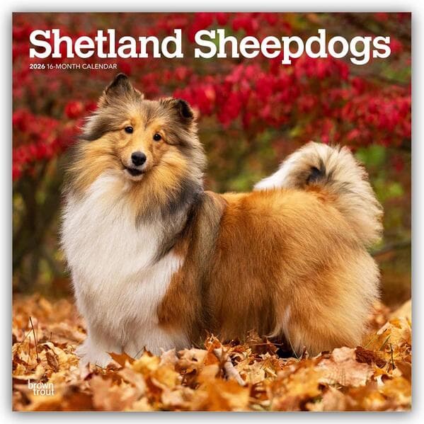 Shetland Sheepdogs - Shetland Sheepdog - Sheltie 2026 - 16-Monatskalender
