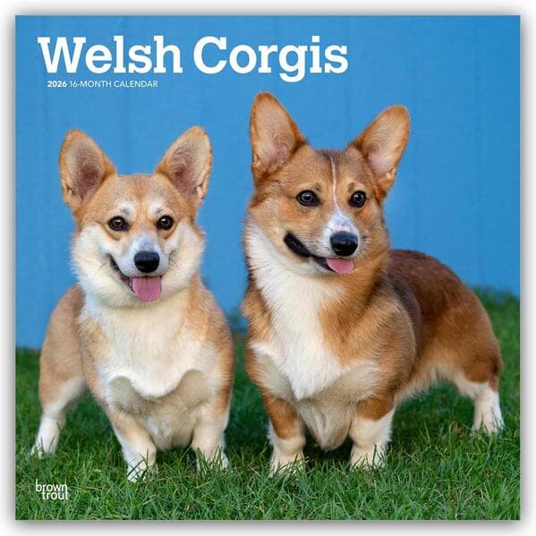 Welsh Corgis - Welsh Corgi 2026 - 16-Monatskalender