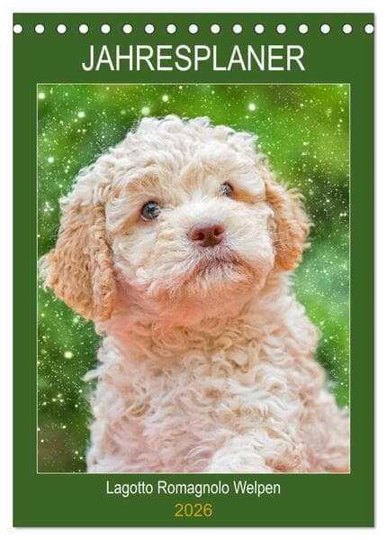 Jahresplaner Lagotto Romagnolo Welpen (Tischkalender 2026 DIN A5 hoch), CALVENDO Monatskalender