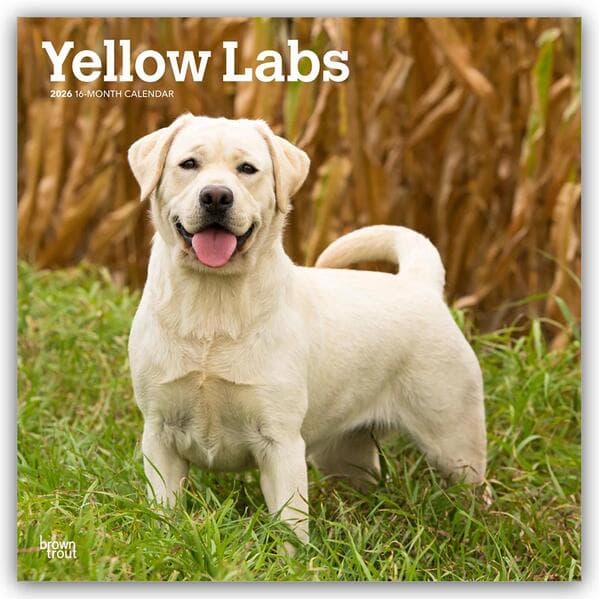 Yellow Labrador Retriever - Gelber Labrador Retriever 2026 - 16-Monatskalender