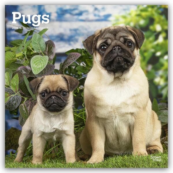 Pugs 2026 12 X 24 Inch (Hanging) Monthly Square Wall Calendar Plastic-Free