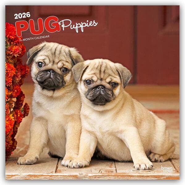 Pug Puppies Mops Welpen 2026 16-Monatskalender