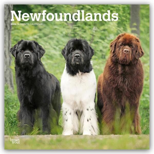 Newfoundlands 2026 12 X 24 Inch (Hanging) Monthly Square Wall Calendar Plastic-Free