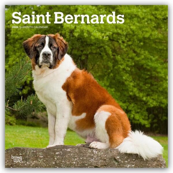 Saint Bernards - Bernhardiner 2026 - 16-Monatskalender