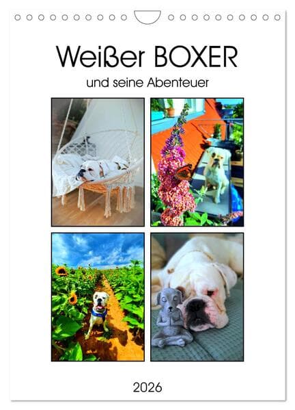 Weißer BOXER (Wandkalender 2026 DIN A4 hoch), CALVENDO Monatskalender