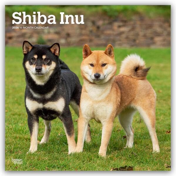 Shiba Inu - Shiba 2026 - 16-Monatskalender