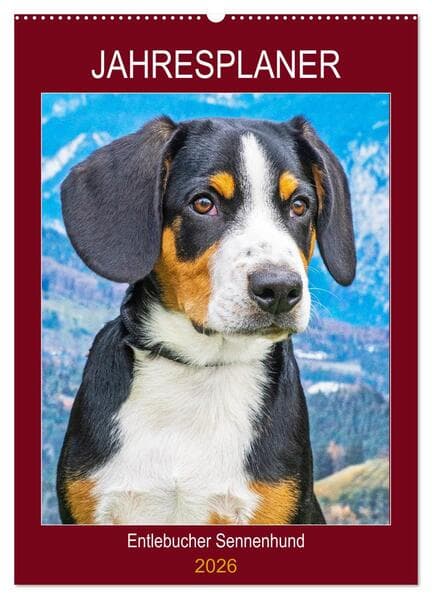 Jahresplaner Entlebucher Sennenhund (Wandkalender 2026 DIN A2 hoch), CALVENDO Monatskalender