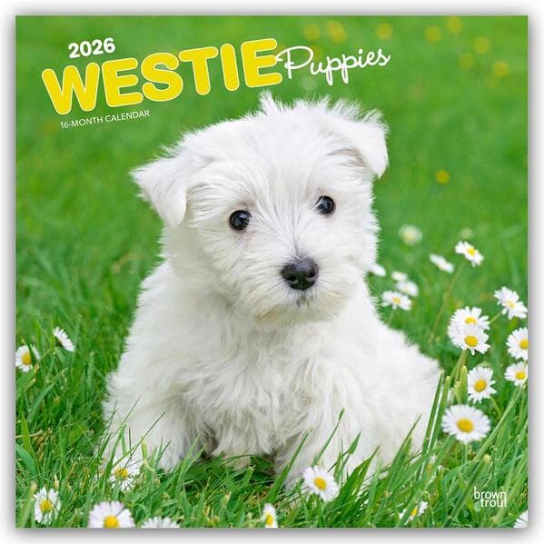 West Highland White Terrier Puppies - Westie Puppies - West Highland White Terrier Welpen - Westie W