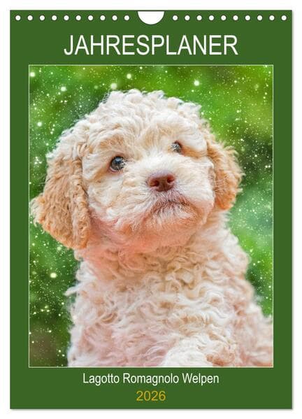 Jahresplaner Lagotto Romagnolo Welpen (Wandkalender 2026 DIN A4 hoch), CALVENDO Monatskalender
