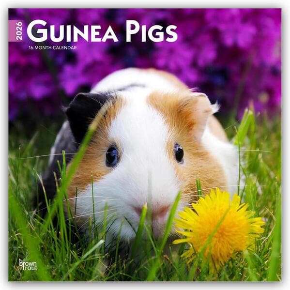 Guinea Pigs 2026 12 X 24 Inch (Hanging) Monthly Square Wall Calendar Plastic-Free