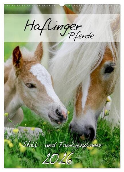 Haflinger Pferde - Stall- und Familienplaner 2026 (Wandkalender 2026 DIN A2 hoch), CALVENDO Monatska