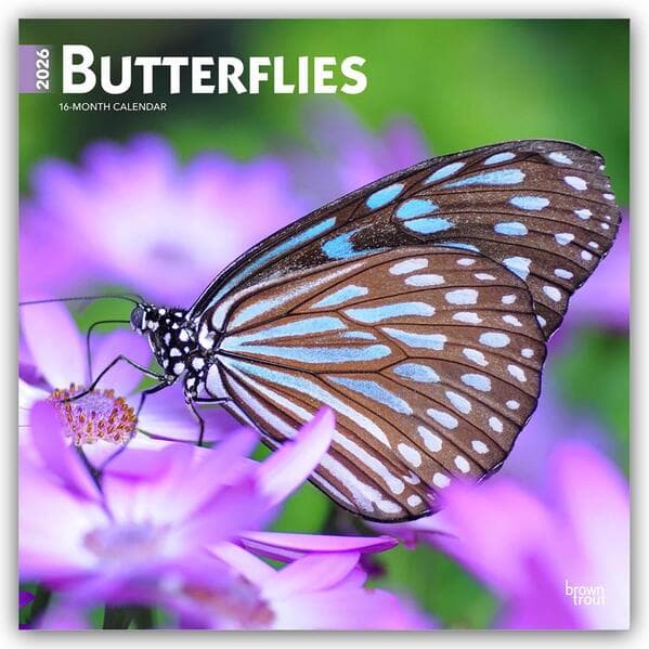 Butterflies 2026 12 X 24 Inch (Hanging) Monthly Square Wall Calendar Plastic-Free