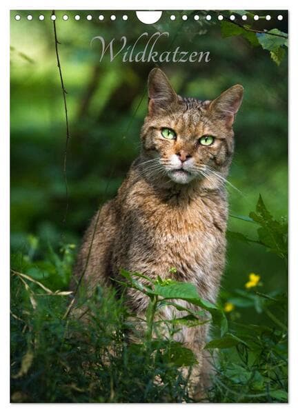 Wildkatzen - scheue Jäger (Wandkalender 2026 DIN A4 hoch), CALVENDO Monatskalender