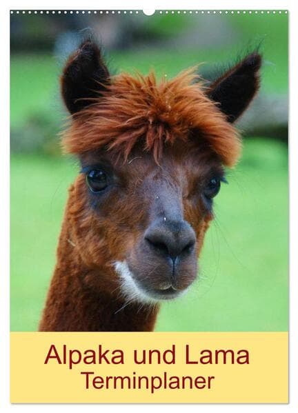 Alpaka und Lama Terminplaner (Wandkalender 2026 DIN A2 hoch), CALVENDO Monatskalender