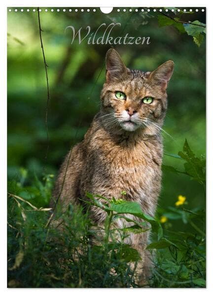 Wildkatzen - scheue Jäger (Wandkalender 2026 DIN A3 hoch), CALVENDO Monatskalender