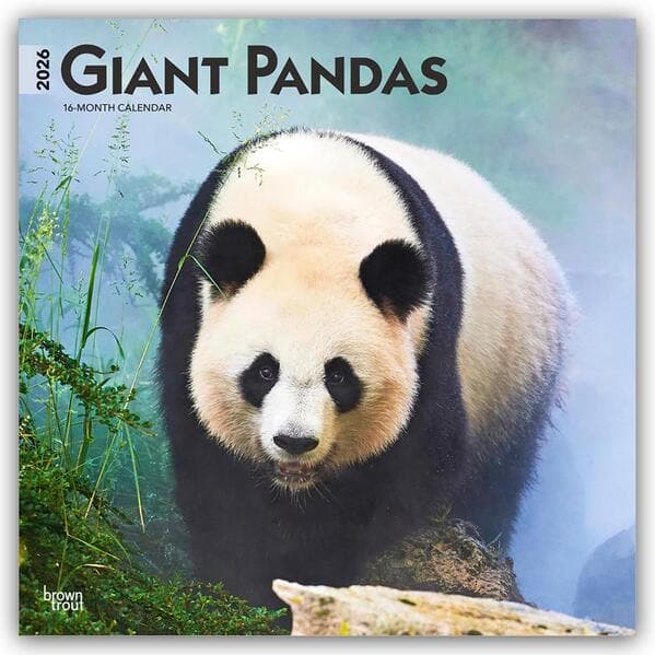 Giant Pandas 2026 12 X 24 Inch (Hanging) Monthly Square Wall Calendar Plastic-Free