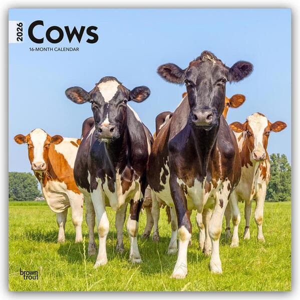 Cows 2026 12 X 24 Inch (Hanging) Monthly Square Wall Calendar Plastic-Free