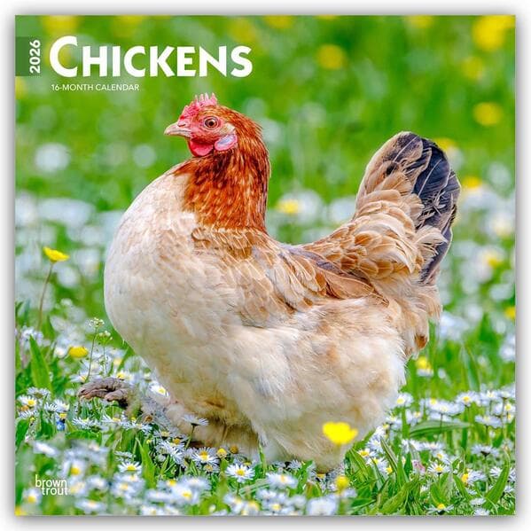 Chickens - Hühner 2026 - 16-Monatskalender