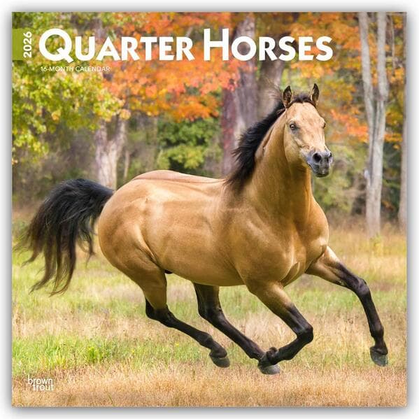 Quarter Horses - Quarter Horse 2026 - 16-Monatskalender