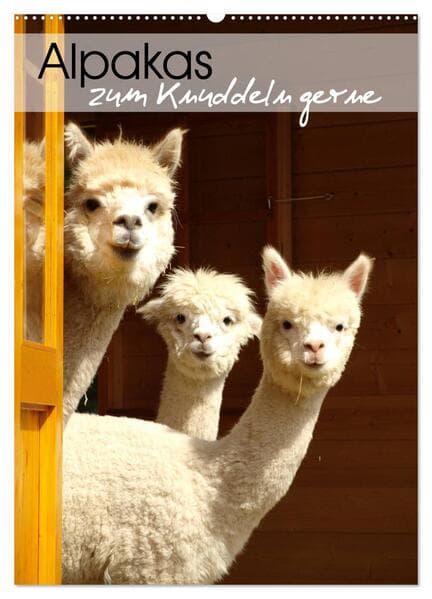 Alpakas zum Knuddeln gerne (Wandkalender 2026 DIN A2 hoch), CALVENDO Monatskalender