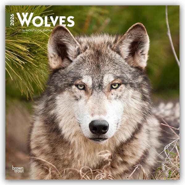 Wolves - Wölfe 2026 - 16-Monatskalender