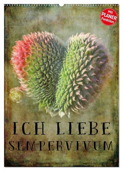 Ich liebe Sempervivum (Wandkalender 2026 DIN A2 hoch), CALVENDO Monatskalender: Der ideale Kalender für alle Sempervivum Liebhaber
