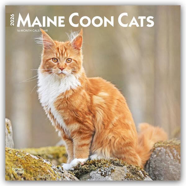 Maine Coon Cats - Maine Coon Katzen 2026 - 16-Monatskalender