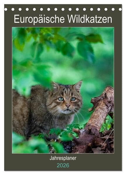 Europäische Wildkatzen - Jahresplaner (Tischkalender 2026 DIN A5 hoch), CALVENDO Monatskalender