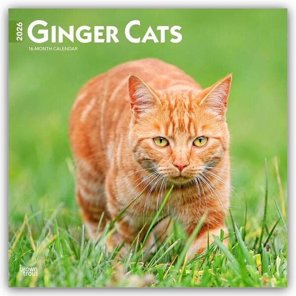 Ginger Cats 2026 12 X 24 Inch (Hanging) Monthly Square Wall Calendar Plastic-Free