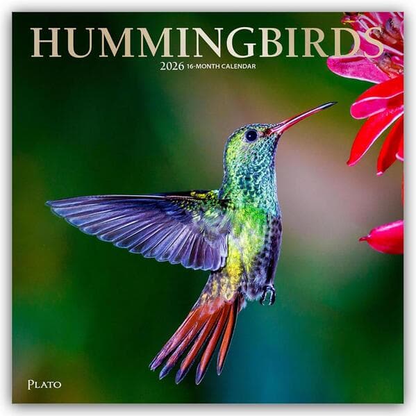 Hummingbirds - Kolibris 2026 - 16-Monatskalender