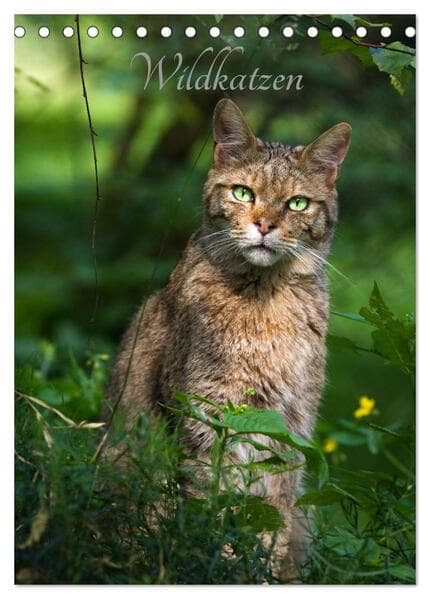 Wildkatzen - scheue Jäger (Tischkalender 2026 DIN A5 hoch), CALVENDO Monatskalender