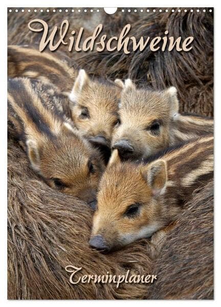Wildschweine (Wandkalender 2026 DIN A3 hoch), CALVENDO Monatskalender