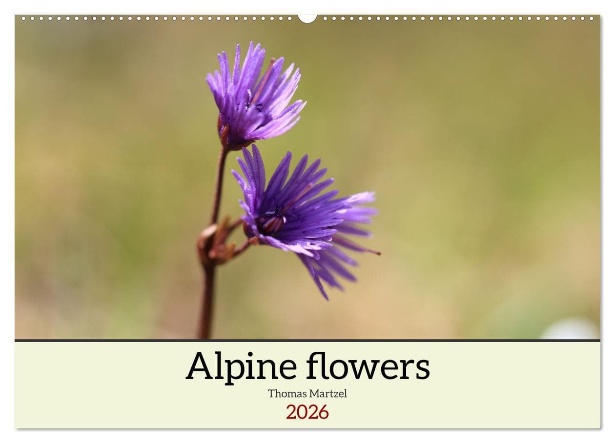 Alpine flowers (Wall Calendar 2026 DIN A2 landscape), CALVENDO 12 Month Wall Calendar