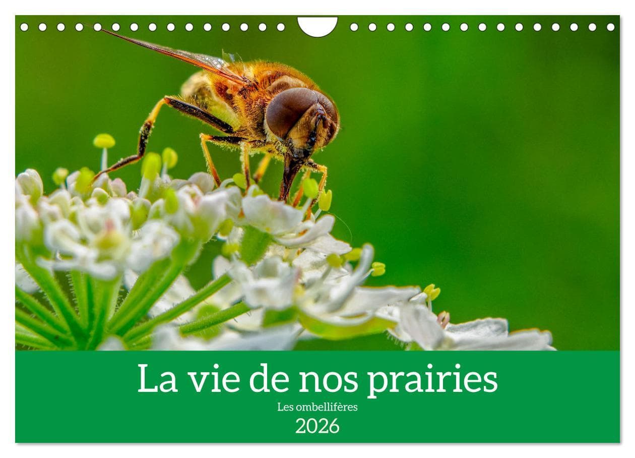 La vie de nos prairie, les ombellifères (Calendrier mural 2026 DIN A4 vertical), CALVENDO calendrier mensuel