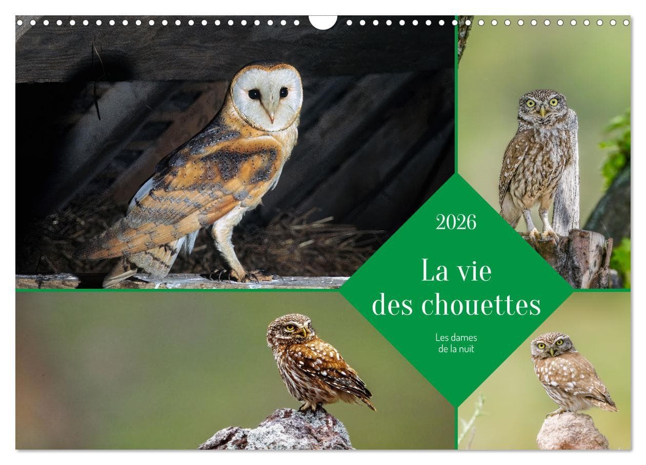 La vie des chouettes, les dames de la nuit (Calendrier mural 2026 DIN A3 vertical), CALVENDO calendrier mensuel
