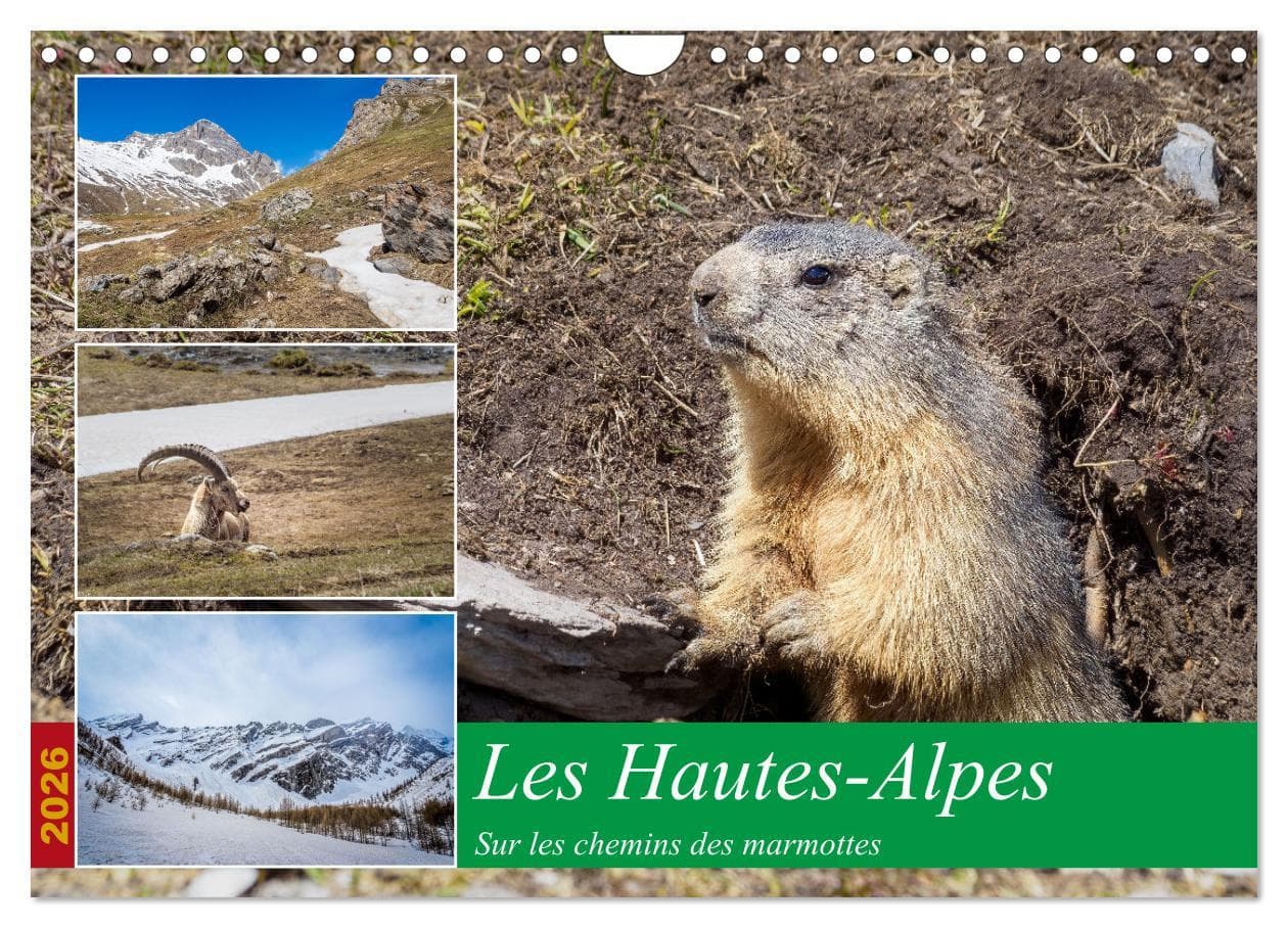 Les Hautes-Alpes sur les chemins des marmottes (Calendrier mural 2026 DIN A4 vertical), CALVENDO calendrier mensuel