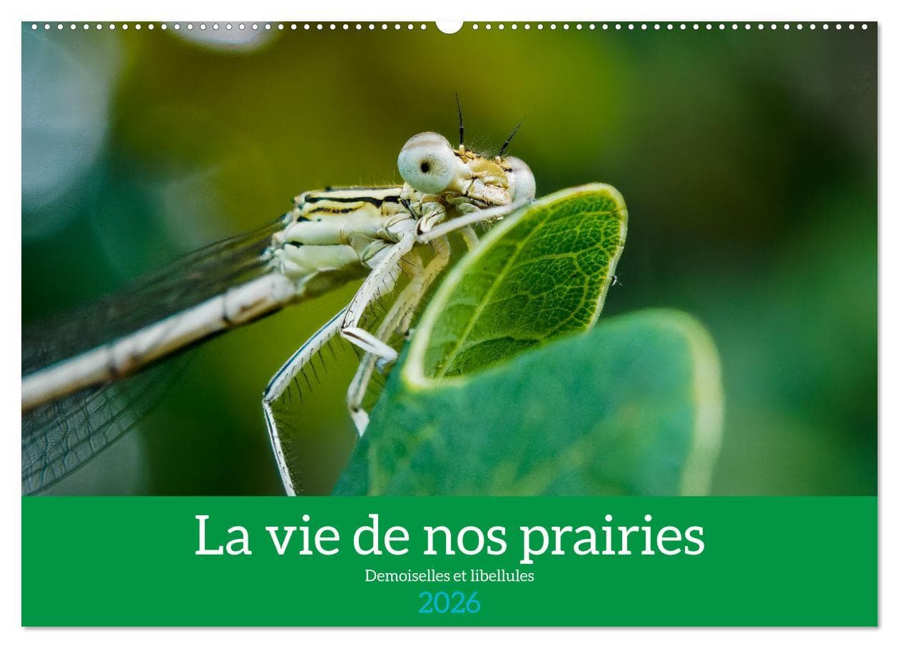 La vie de nos prairies - Demoiselles et libellules (Calendrier mural 2026 DIN A2 vertical), CALVENDO calendrier mensuel