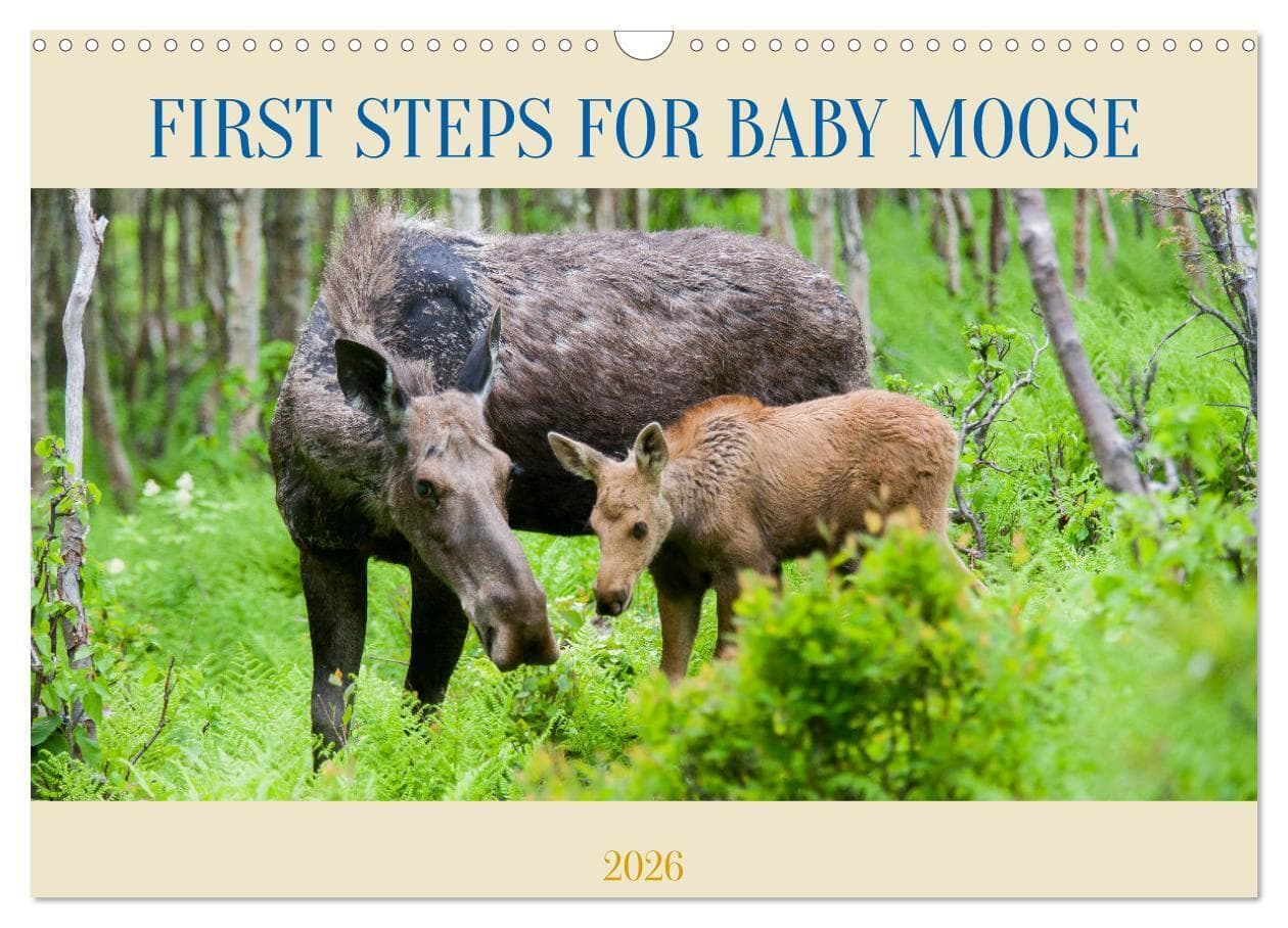 FIRST STEPS FOR BABY MOOSE (Wall Calendar 2026 DIN A3 landscape), CALVENDO 12 Month Wall Calendar
